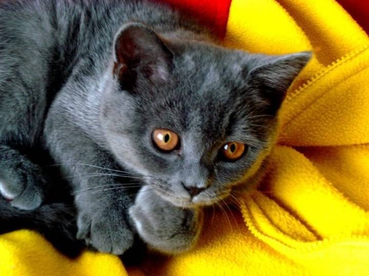 Zoya - (2 ans)