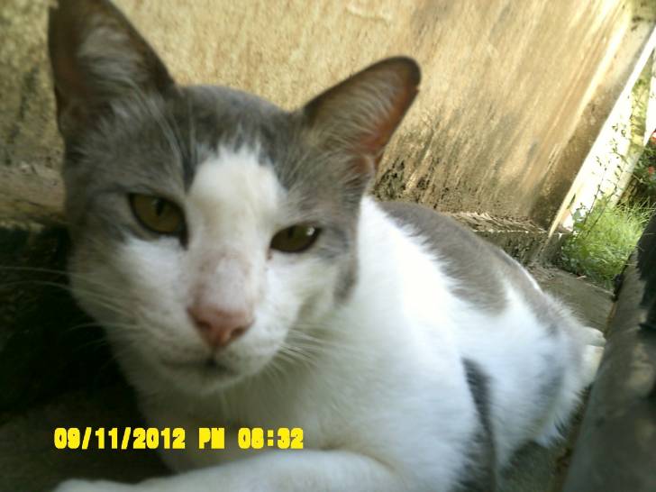Lucky - Mâle (3 ans)