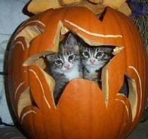 hocus and pocus - (1 mois)