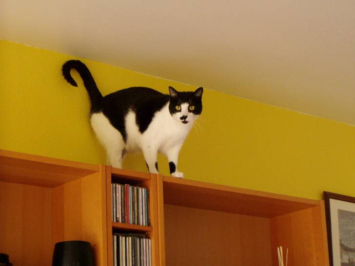 ça c'est MON chat - Mâle (3 ans)