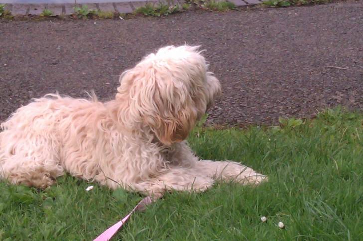 Lola -