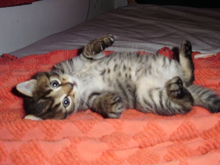 Felipe - Mâle (10 mois)