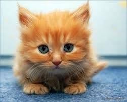 gatto - Mâle (9 mois)