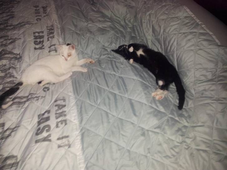 thor und Zeus - Mâle (4 mois)