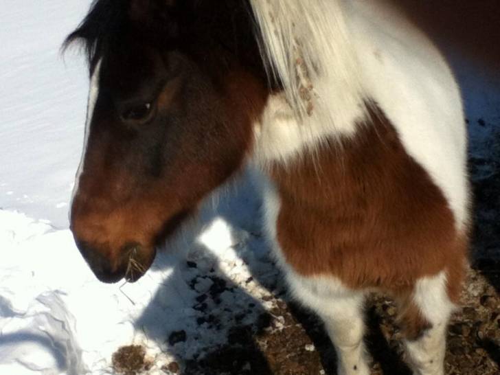 prince - Mâle (5 ans)