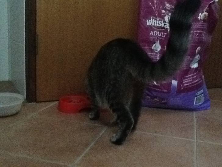Annie: Tail shot -