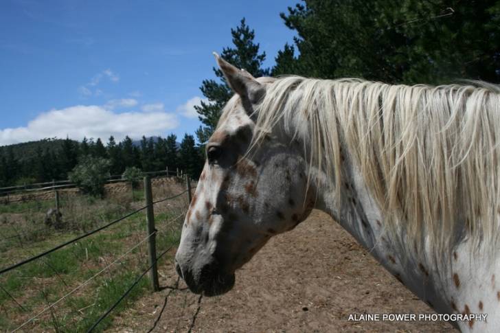 Kondos Goliath - (9 ans)