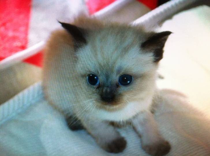 dita - (5 mois)