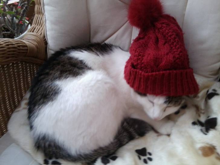 Gary - Mâle (3 ans)
