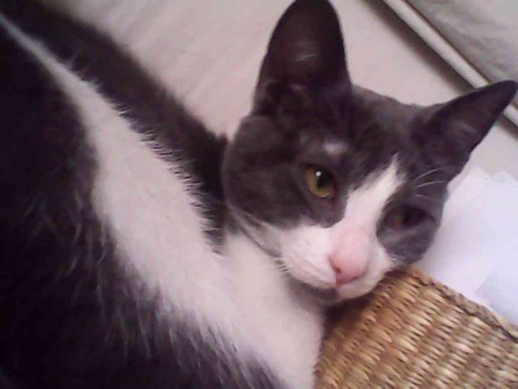 clochette - (5 mois)