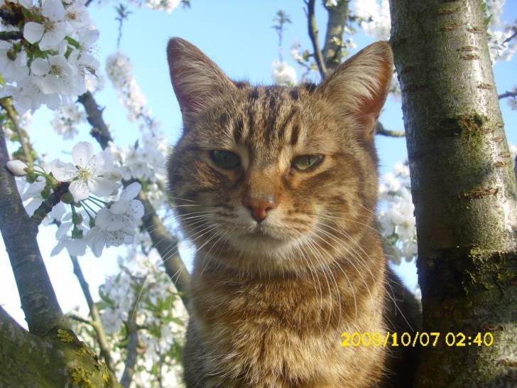 Caline - (12 ans)