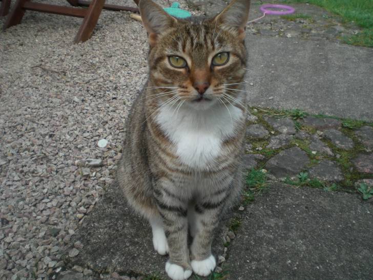 Milly - (3 ans)