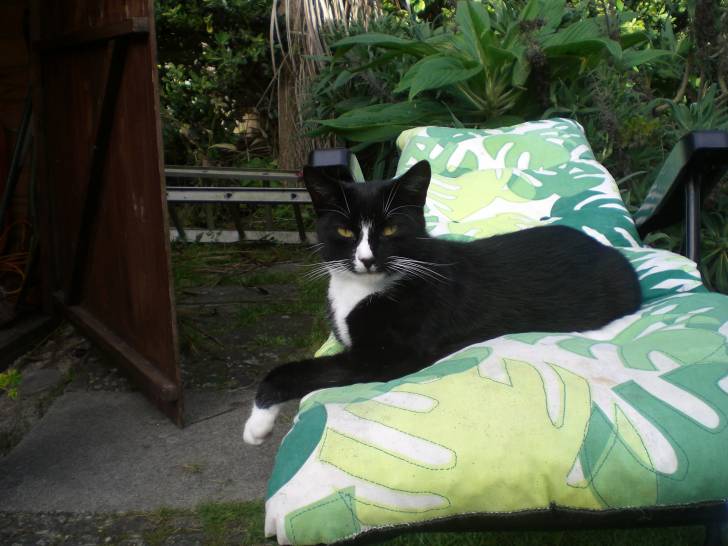 Bobbin - Mâle (3 ans)