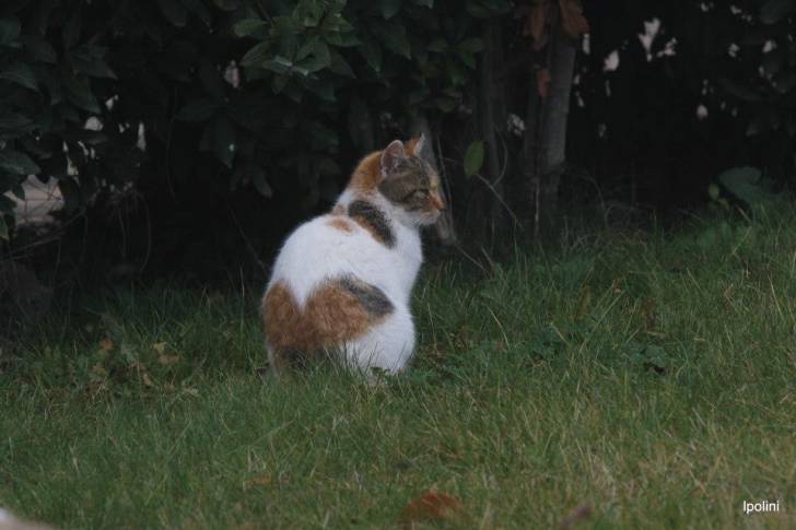 Sperk - Mâle (2 ans)
