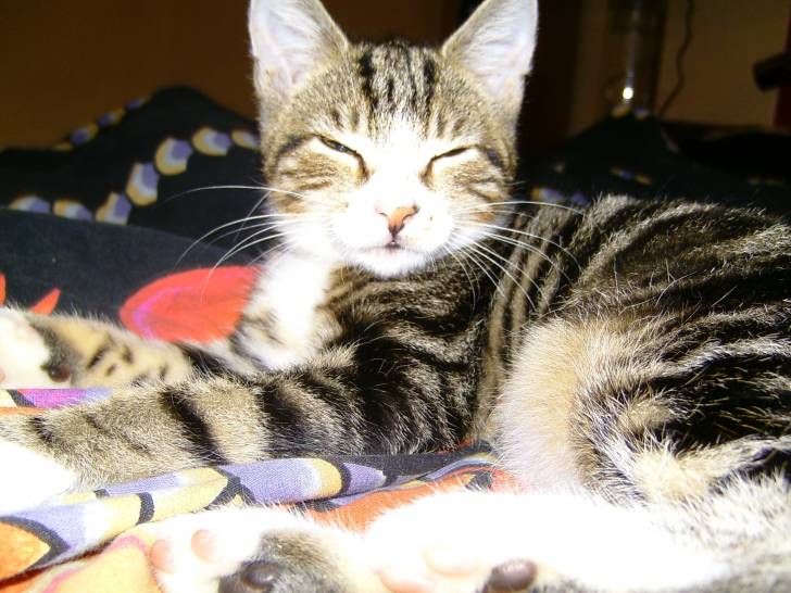Miau - (1 an)
