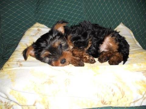 mimi - (5 mois)
