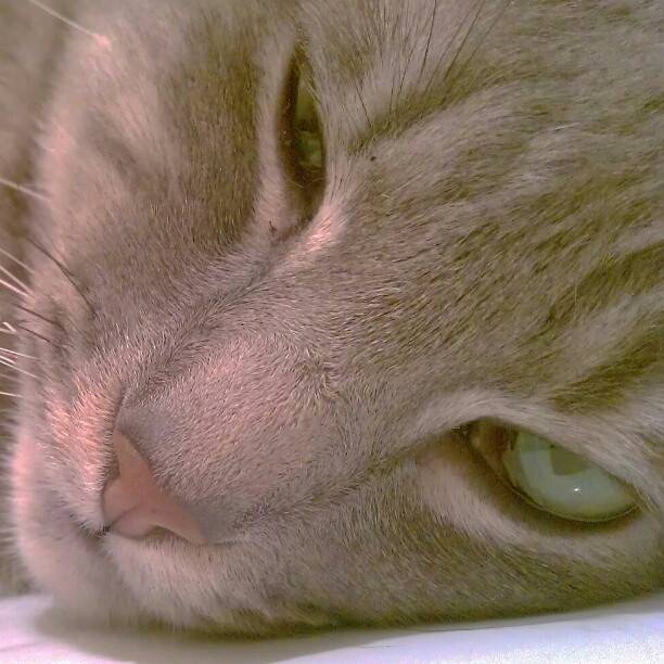 Smokey - Mâle (4 ans)