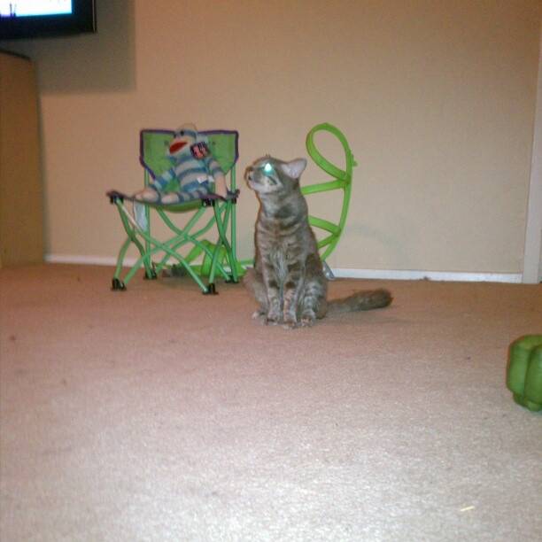 Smokey - Mâle (4 ans)