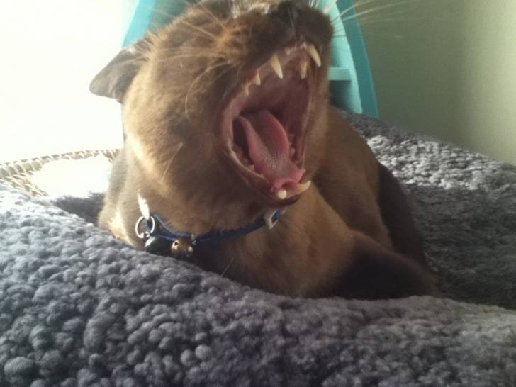 Coco - Mâle (3 ans)