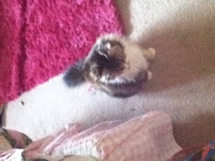 Lily - (5 ans)