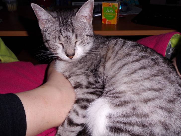 Fenta - (2 ans)