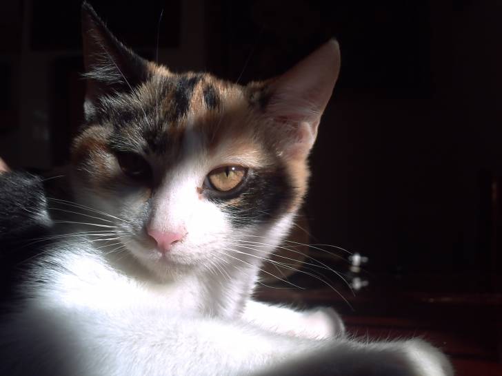 Trina - (7 mois)