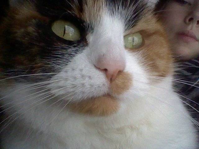 Mitzi - (6 ans)