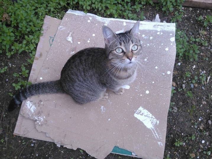 Fiera - (2 ans)