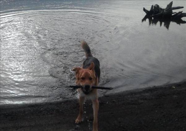 Blazer - Mâle (2 ans)