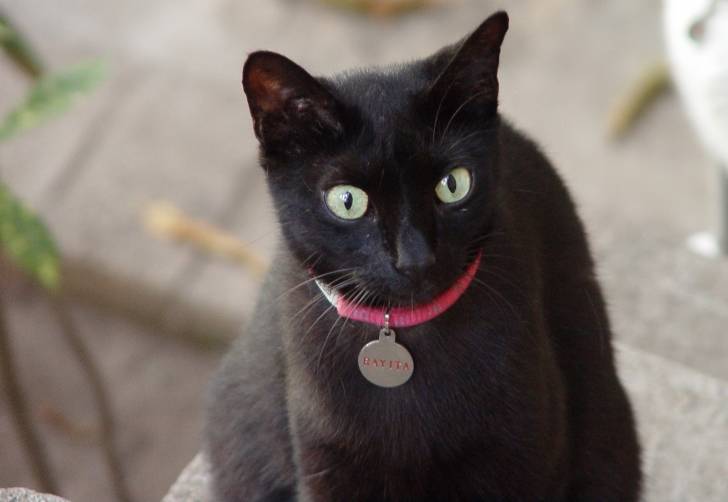 bakita - (5 ans)