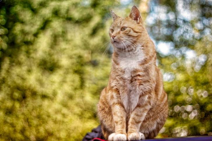 Clinton - Mâle (8 ans)
