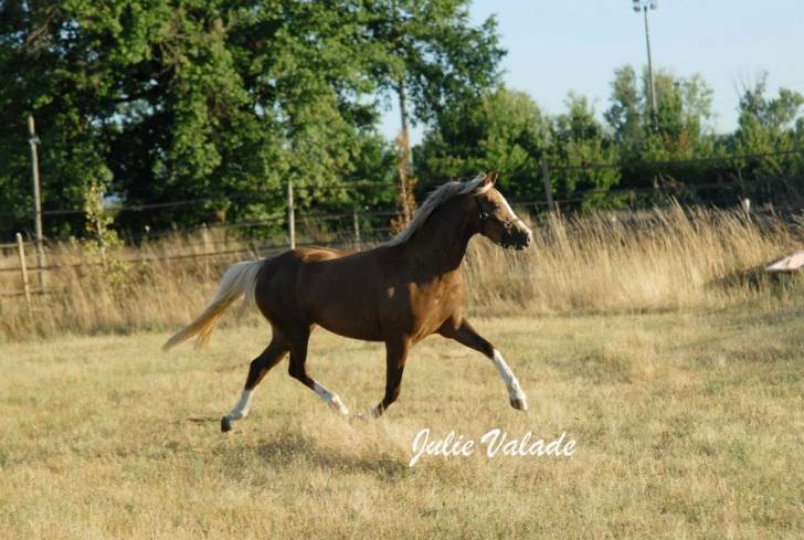 Vanille - (4 ans)