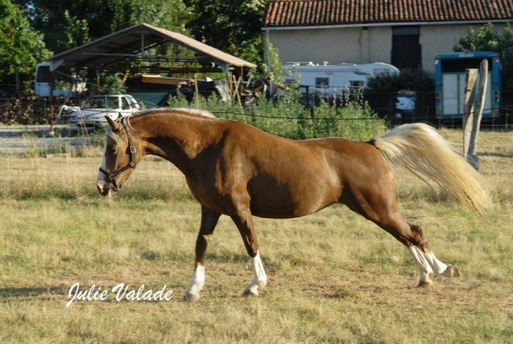 Vanille - (4 ans)