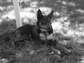 Arrow chien d'un ami -