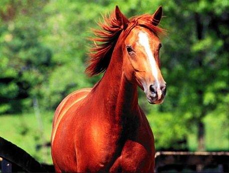 Baliey - Mâle (3 ans)