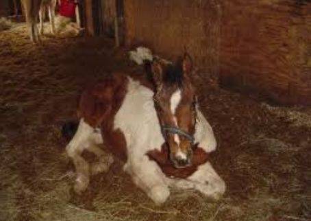 Dock (New born) - Mâle (1 mois)