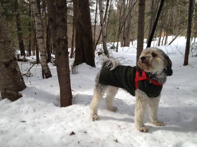 Mickey - Mâle (4 ans)