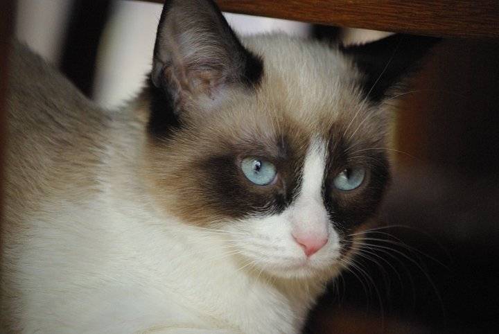 kahlua - (2 ans)
