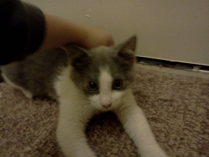 Milky - (5 mois)