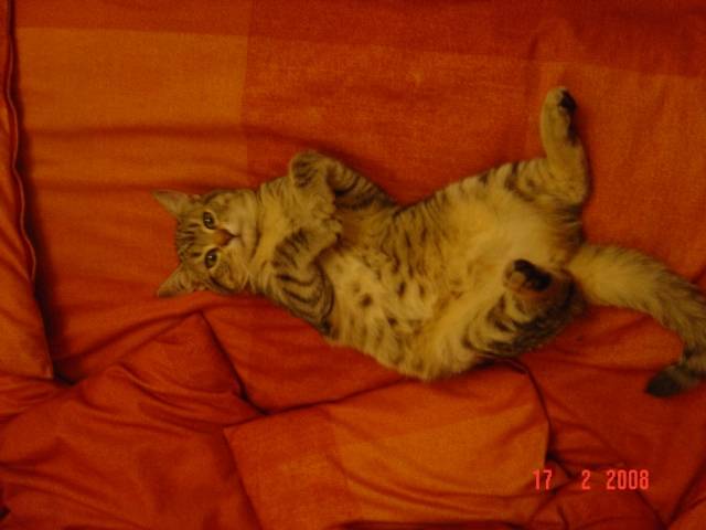 cerise - (4 ans)