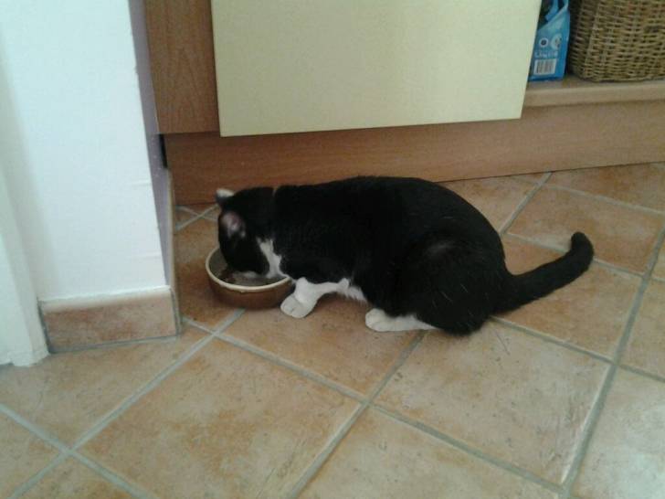 baby chat - Mâle (1 an)