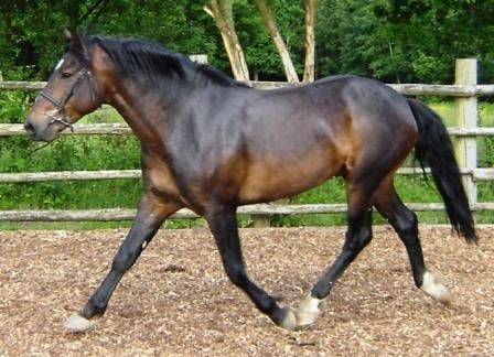 Rocky - Mâle (8 ans)