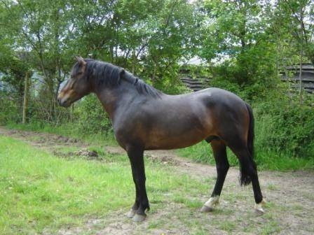 Rocky - Mâle (8 ans)