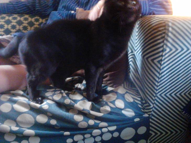 Chocolate - (3 ans)
