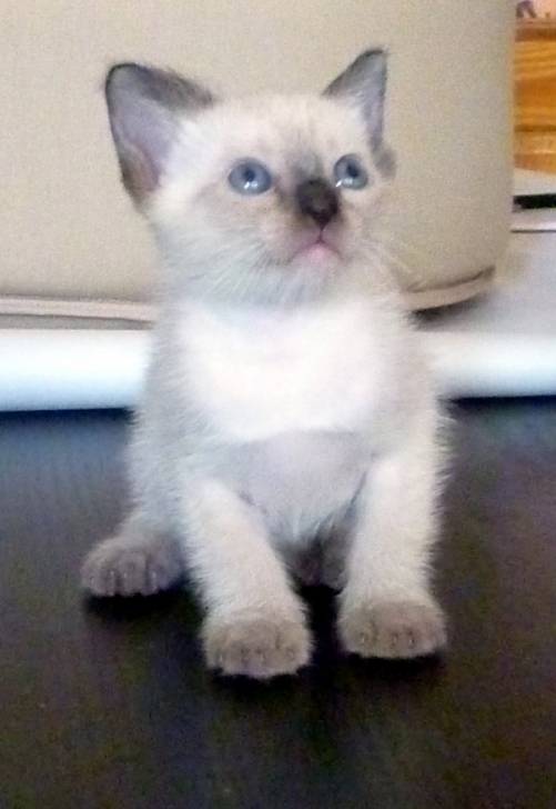 Cookie - Mâle (5 mois)