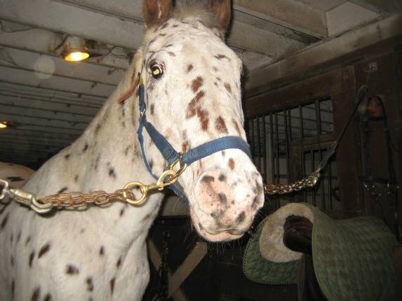 Chester - Mâle (24 ans)