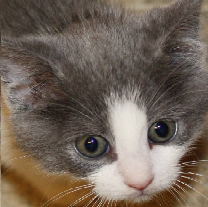 Milky - (5 mois)