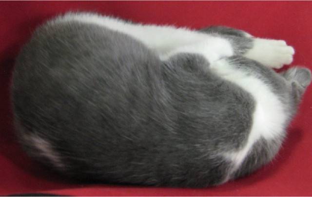 Milky - (5 mois)