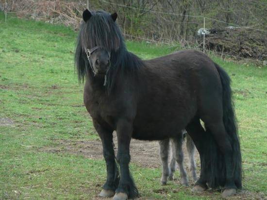 Condor - Mâle (6 ans)