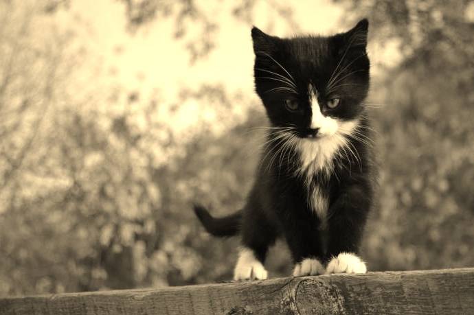 kitten - (2 mois)